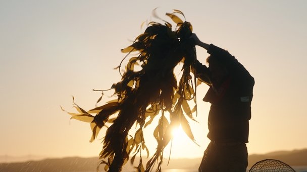 Kelp Blue: A pioneering underwater solution to lock away CO2